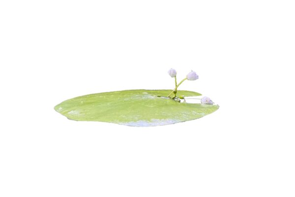 一葉蓮：圖片 2