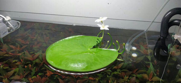 一葉蓮