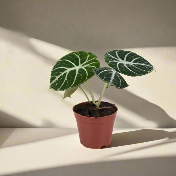 忍者觀音蓮 Alocasia reginula 'ninja'