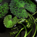 龜背蓮 Turtleshell Nymphoides