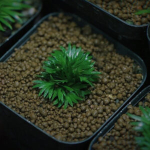 輪葉蒲桃 Acorus sp.