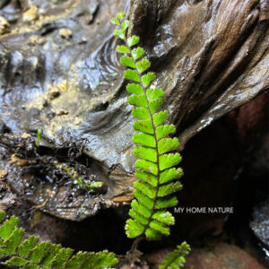 假鞭葉鐵線蕨 Adiantum malesianum Ghatak