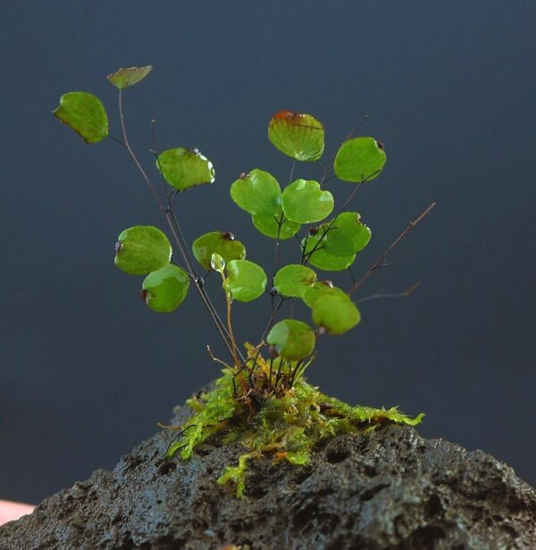 小鐵線蕨 Micro Fern (Adiantum mariesii)：圖片 2