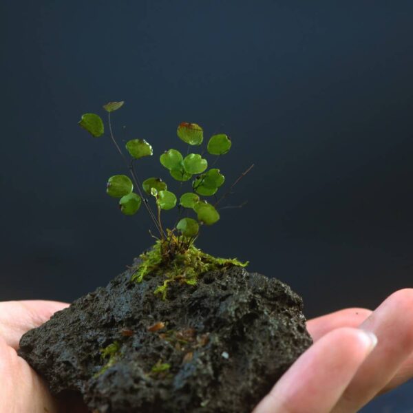 小鐵線蕨 Micro Fern (Adiantum mariesii)：圖片 3