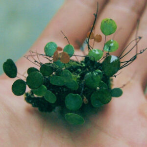 小鐵線蕨 Micro Fern (Adiantum mariesii)