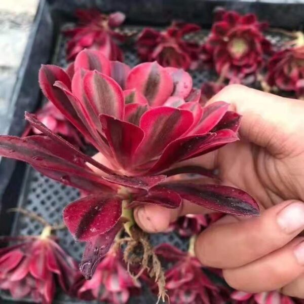 美杜莎蓮花掌屬 Aeonium medusa：圖片 2