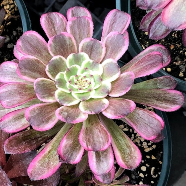 墨法師錦蓮花掌屬- Aeonium saint-simon violet