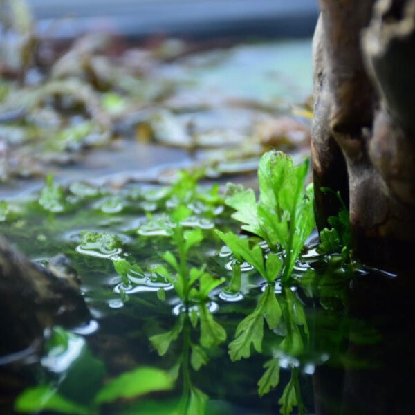 黑木厥 African water fern (Bolbitis heudelotii)：圖片 3