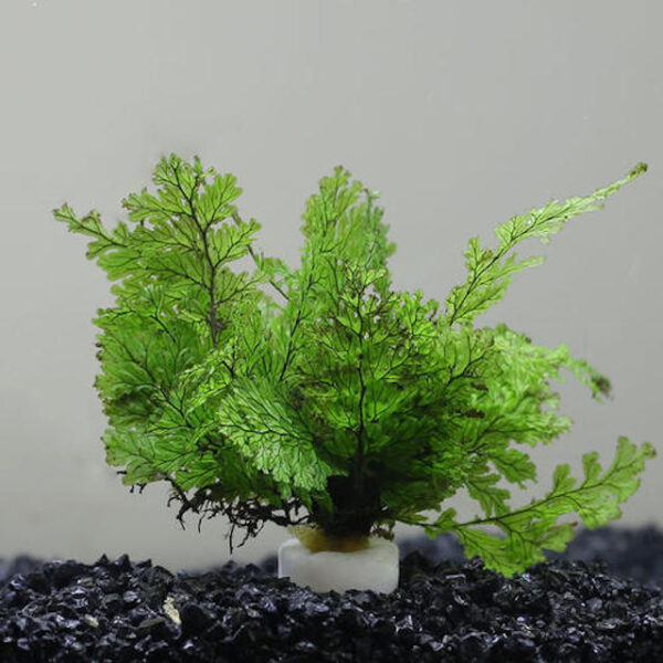 黑木厥 African water fern (Bolbitis heudelotii)：圖片 2