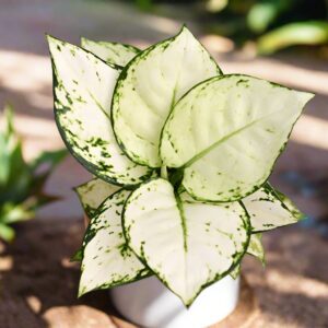 亞曼尼粗肋草 Aglaonema 'Anyamanee 'Super White'