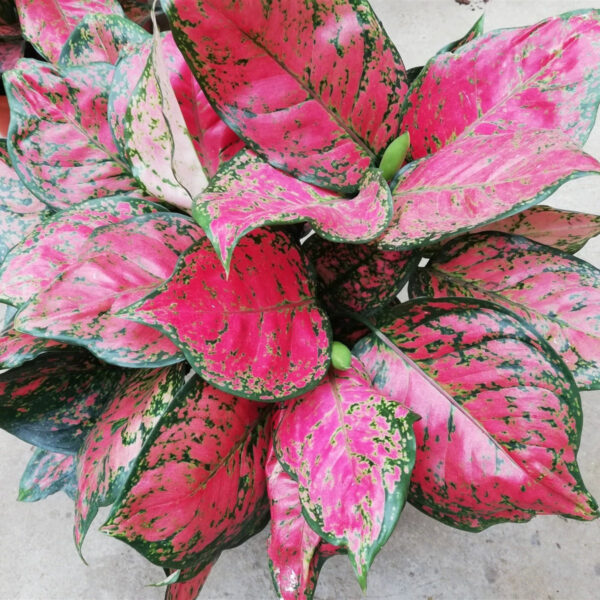 紅寶石粗肋草 Aglaonema 'Red valentine'：圖片 2