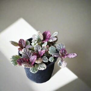 匍匐筋骨草 Ajuga reptans 'Burgundy glow'