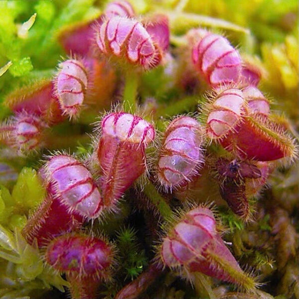 土瓶草 Cephalotus follicularis