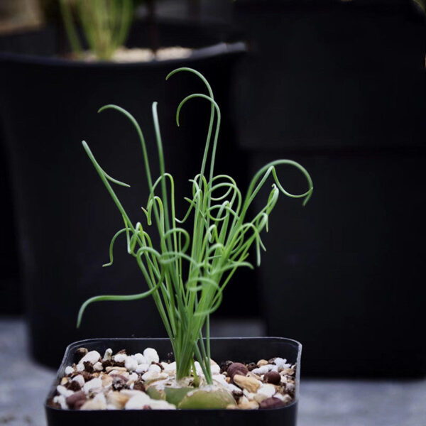 細葉弹簧草 Spiral grass (Albuca namaquensis)