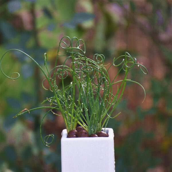 細葉弹簧草 Spiral grass (Albuca namaquensis)：圖片 5