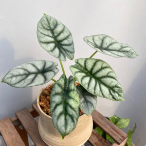 白犀牛海芋/銀龍觀音蓮 Alocasia baginda 'Silver Dragon'