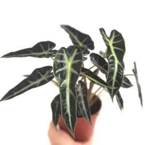 小仙女觀音蓮 Alocasia Bambino Arrow