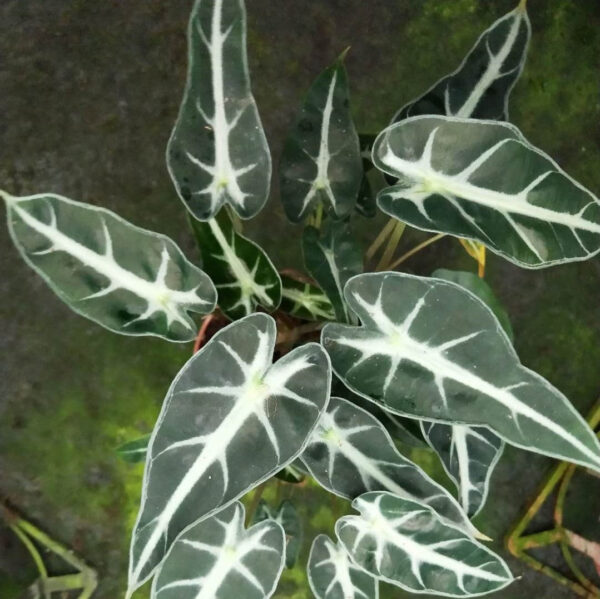 小仙女觀音蓮 Alocasia Bambino Arrow：圖片 5