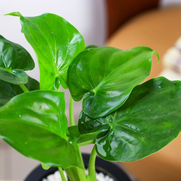 尖尾芋 Alocasia cucullata：圖片 2