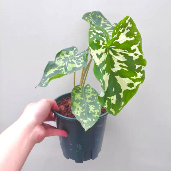 希洛美人迷彩葉芋 Caladium praetermissum 'Hilo beauty' (15-20cm)：圖片 2
