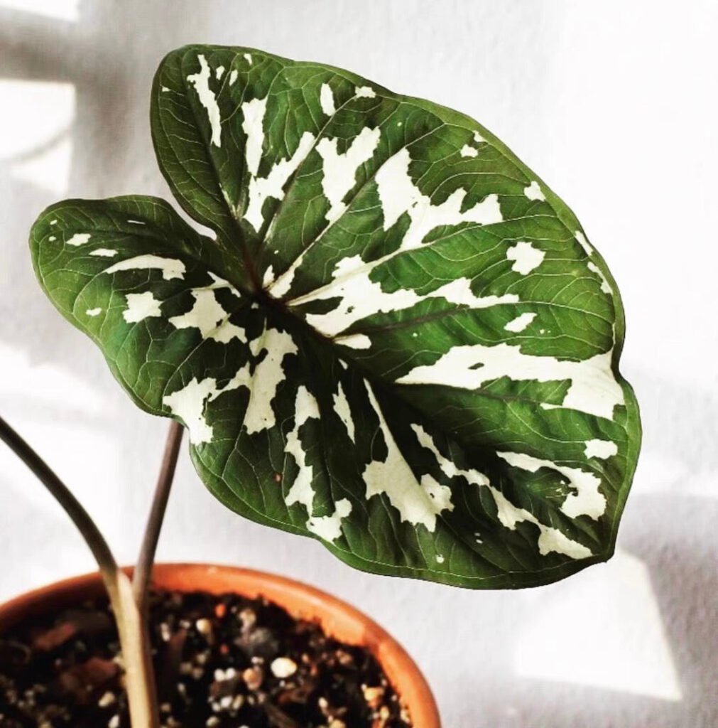 希洛美人迷彩葉芋 Caladium praetermissum 'Hilo beauty' (15-20cm)