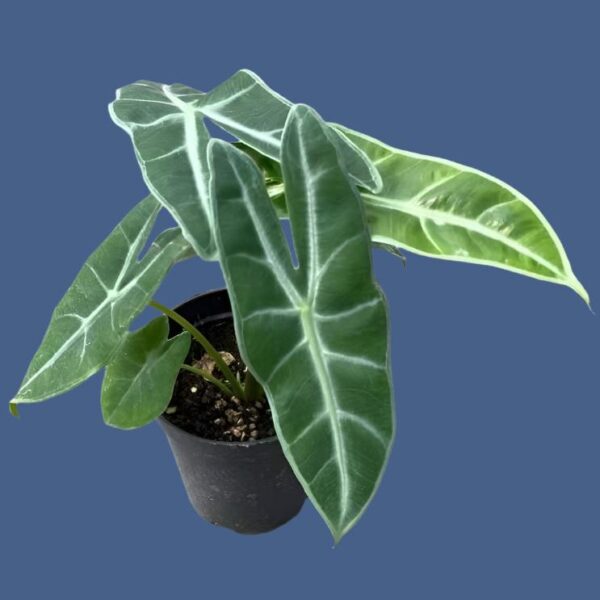 箭葉海芋/長葉觀音蓮 Alocasia longiloba sp. Sulawesi