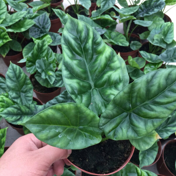 魔镜海芋 Alocasia Mirror Face (Alocasia Sinuata)