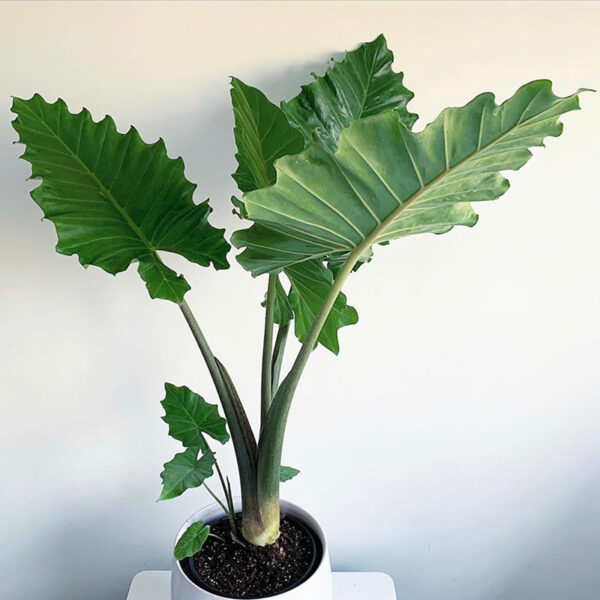 波爾圖巨浪海芋 Alocasia Portora (Elephant Ear)