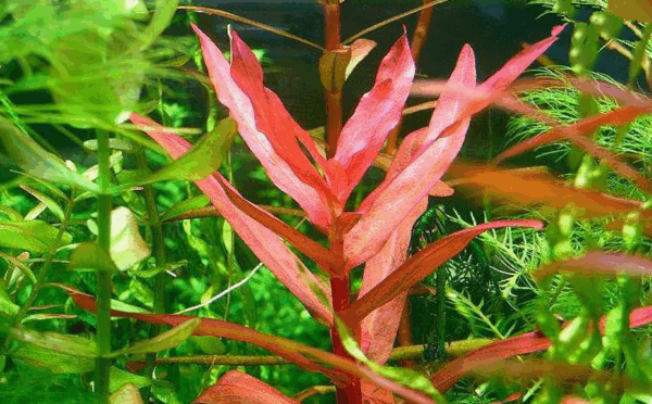 紅柳 (Ammannia gracilis)