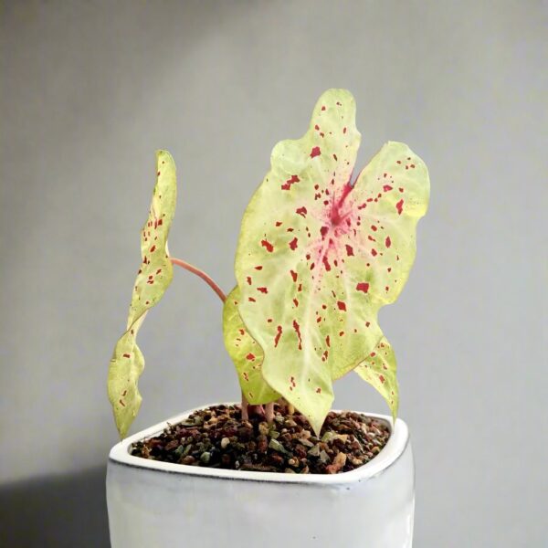 嬌點彩葉芋 Angel wing (Caladium 'Miss Muffet')