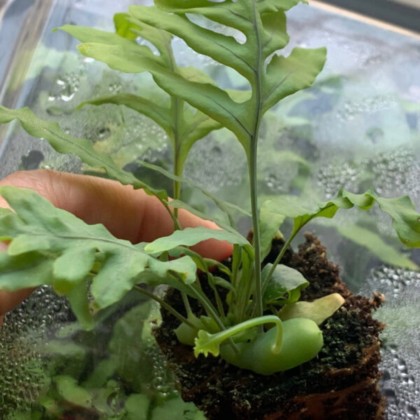 藍蟻蕨 Ant fern (Lecanopteris deparioides)：圖片 3