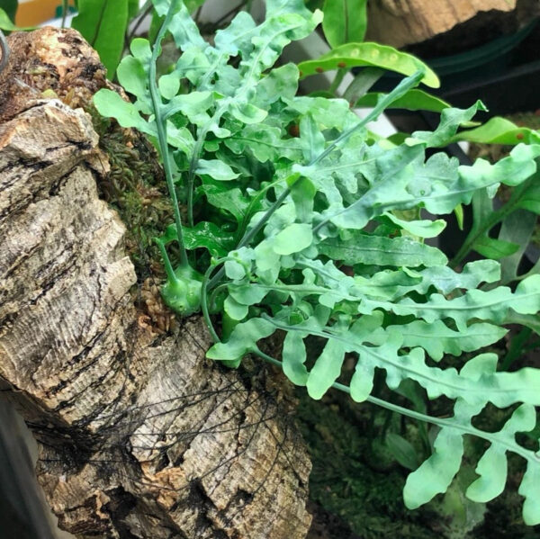 藍蟻蕨 Ant fern (Lecanopteris deparioides)