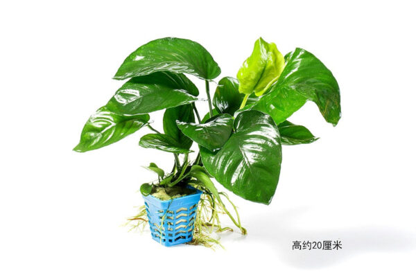 小巴榕：圖片 2