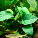 小巴榕 Anubias barteri