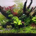 迷你黃金榕Anubias barteri var. “Golden small leaf” nana