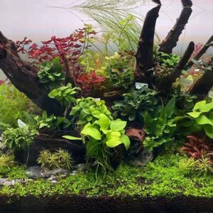 迷你黃金榕Anubias barteri var. “Golden small leaf” nana