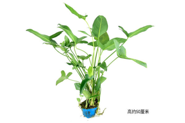 大燕尾榕：圖片 3