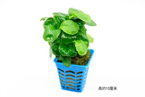 青蘋果榕：圖片 3