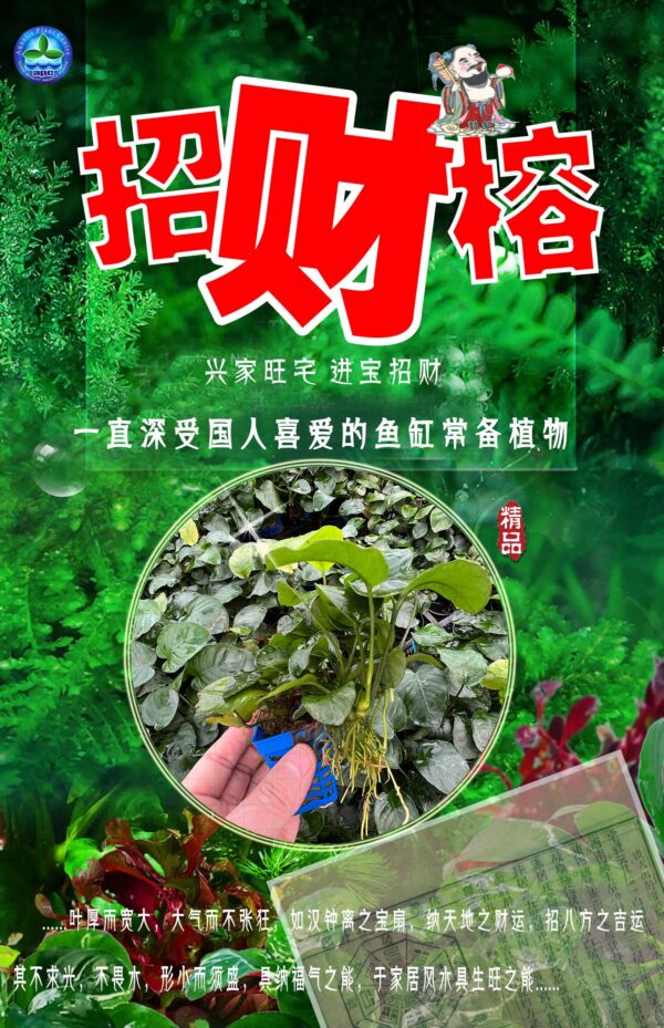 招財榕