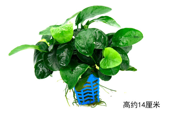 大葉牡丹：圖片 3