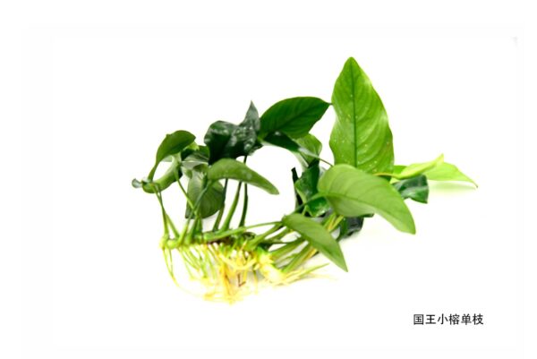 國王小榕：圖片 3