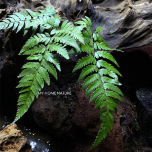 複葉耳蕨 Arachniodes amabilis (Blume) Tindale