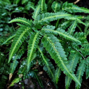 長尾複葉耳蕨 Arachniodes simplicior 'Variegata'