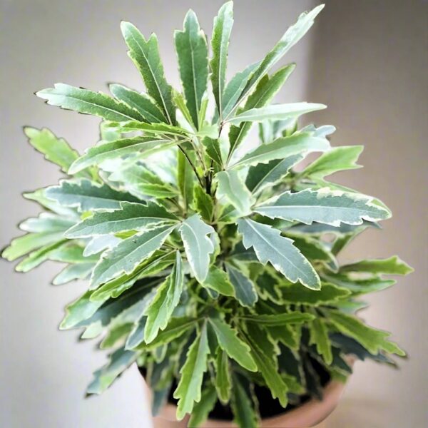 金邊孔雀木 False Aralia Variegated (Dizygotheca Elegantissima)