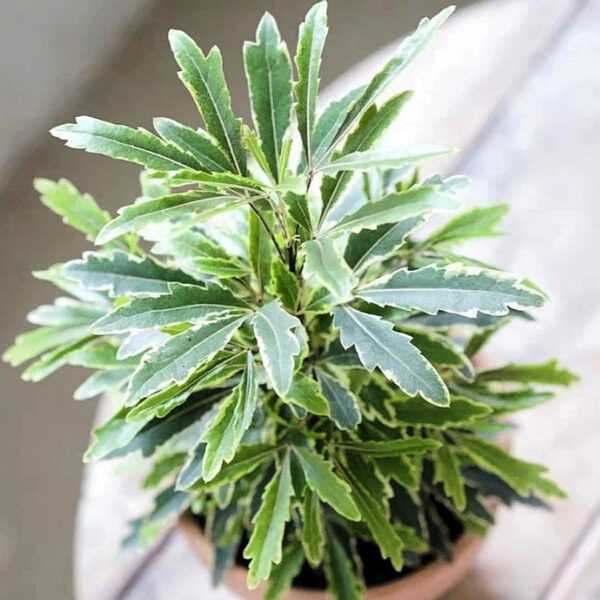 金邊花葉孔雀木 False Aralia Variegated (Dizygotheca Elegantissima)