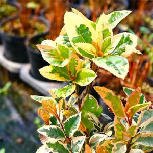 紫金牛 Marlberry (Ardisia japonica var.)