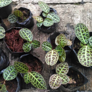 泡泡葉紫金牛 Ardisia sp. turtle back