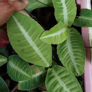 紫金牛 Ardisia sp. White veins
