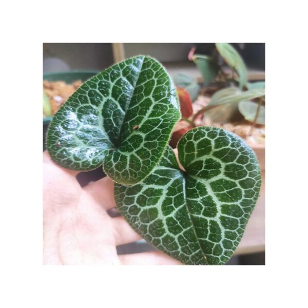 細辛屬 Asarum 'moire' (Asarum sp.)：圖片 2