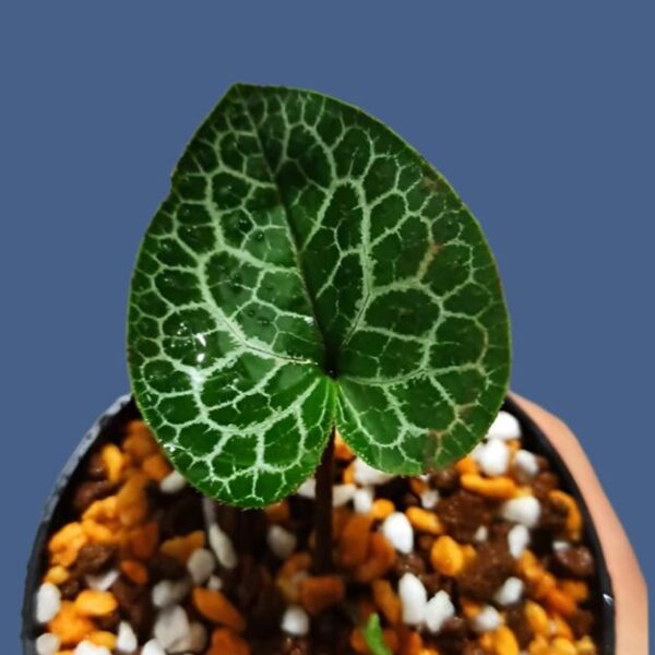 細辛屬 Asarum 'moire' (Asarum sp.)